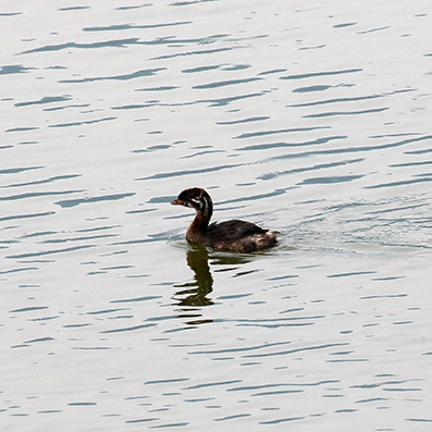 Pied-billed Grebe - Dikbekfuut